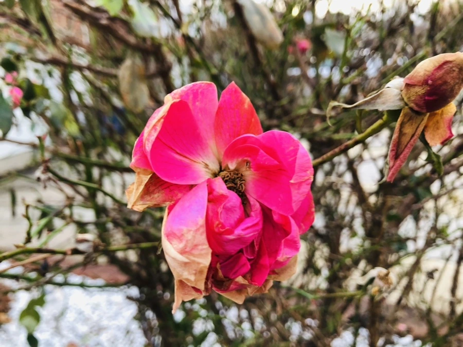 IMG_8202.jpg?type=w966