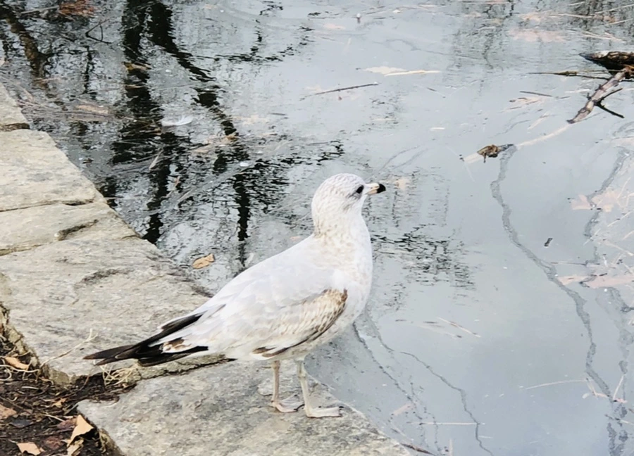 IMG_0012.jpg?type=w966