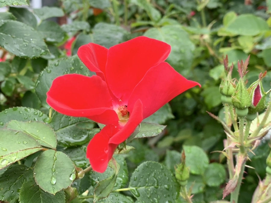 IMG_3573.jpg?type=w966