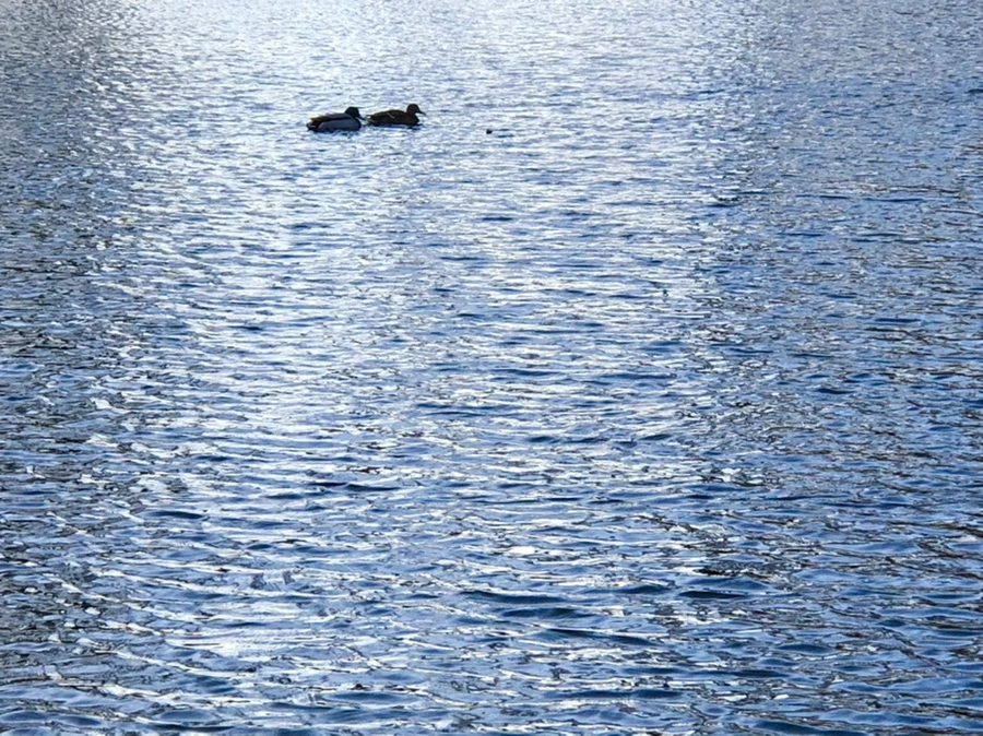 IMG_4275.jpg?type=w966