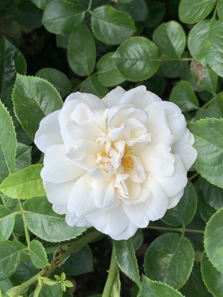 IMG_5428.jpg?type=w966