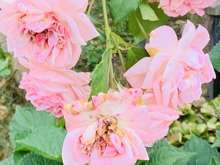 IMG_6093.jpg?type=w966