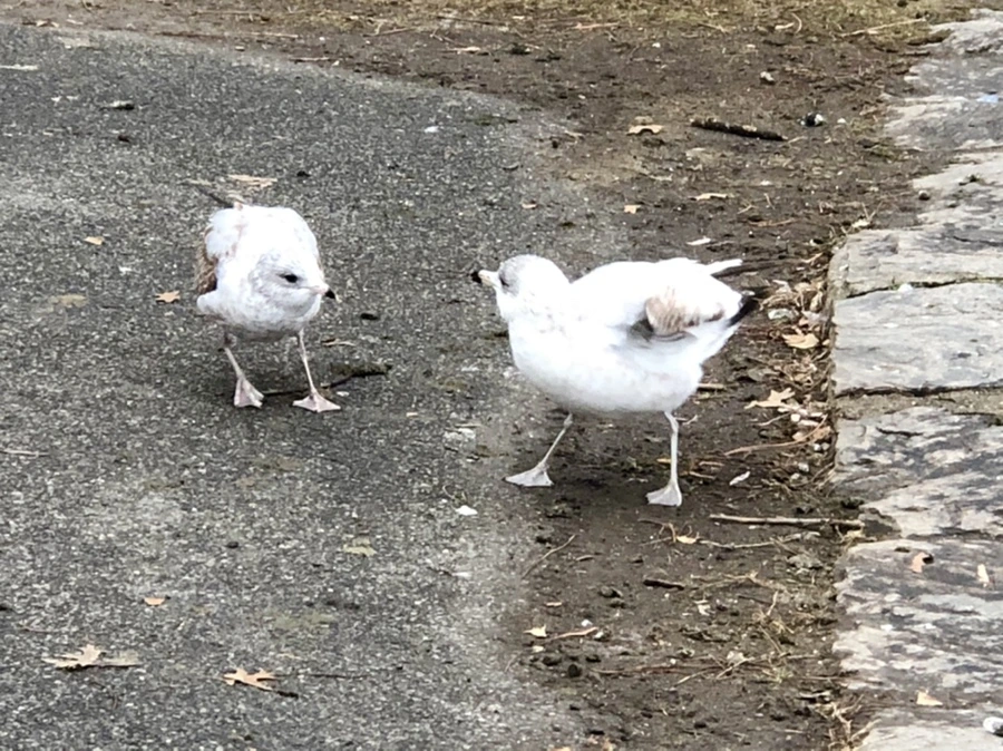 IMG_6430.jpg?type=w966