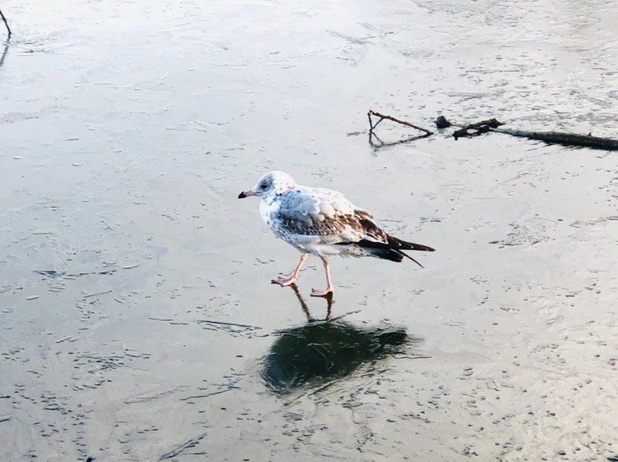 9dTGxbwHoZ69SRPWGUQHFrujeYs