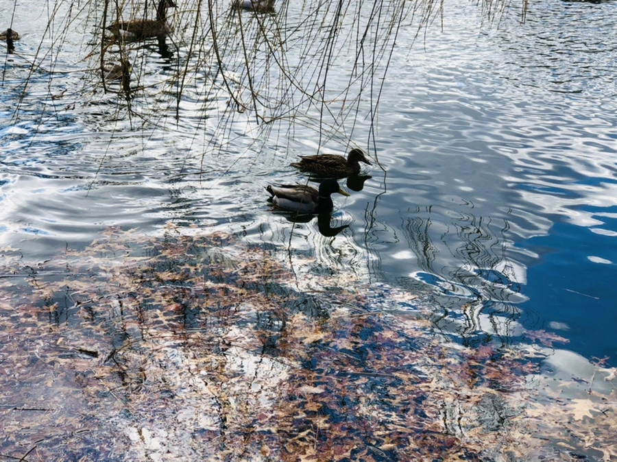 IMG_4328.jpg?type=w966