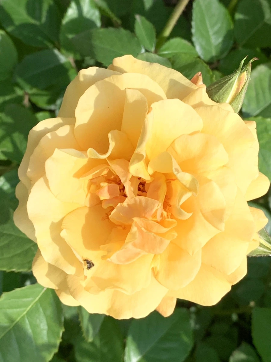 IMG_8587.jpg?type=w966