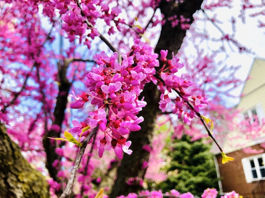 IMG_7233.jpg?type=w966