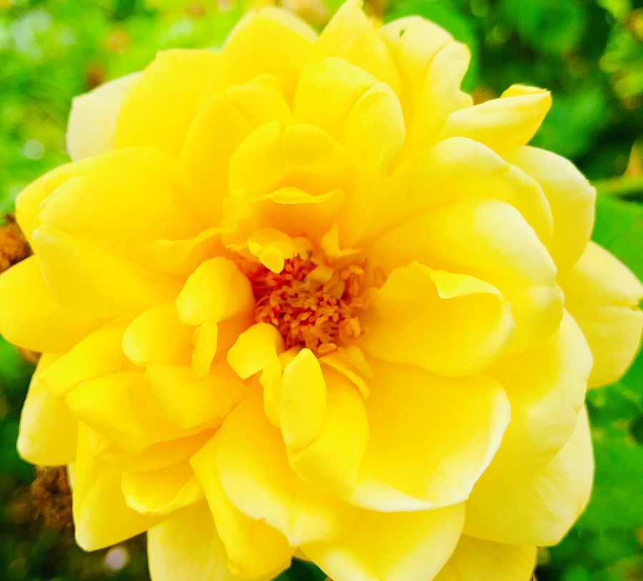 IMG_5911.jpg?type=w966