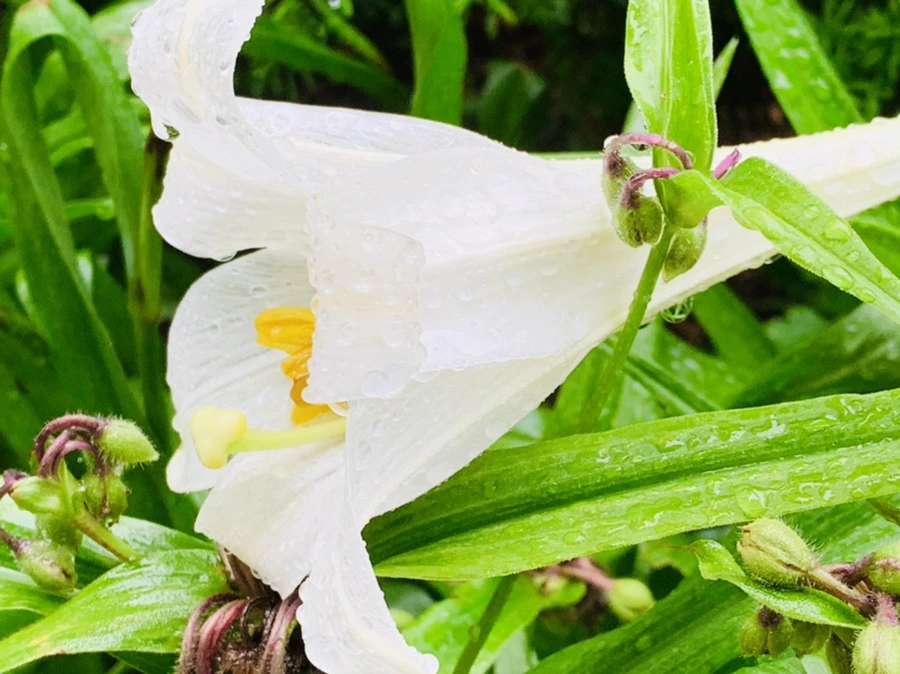 IMG_0087.jpg?type=w966