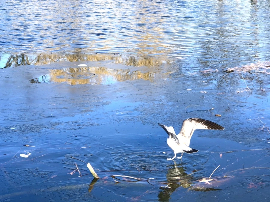 IMG_0527.jpg?type=w966