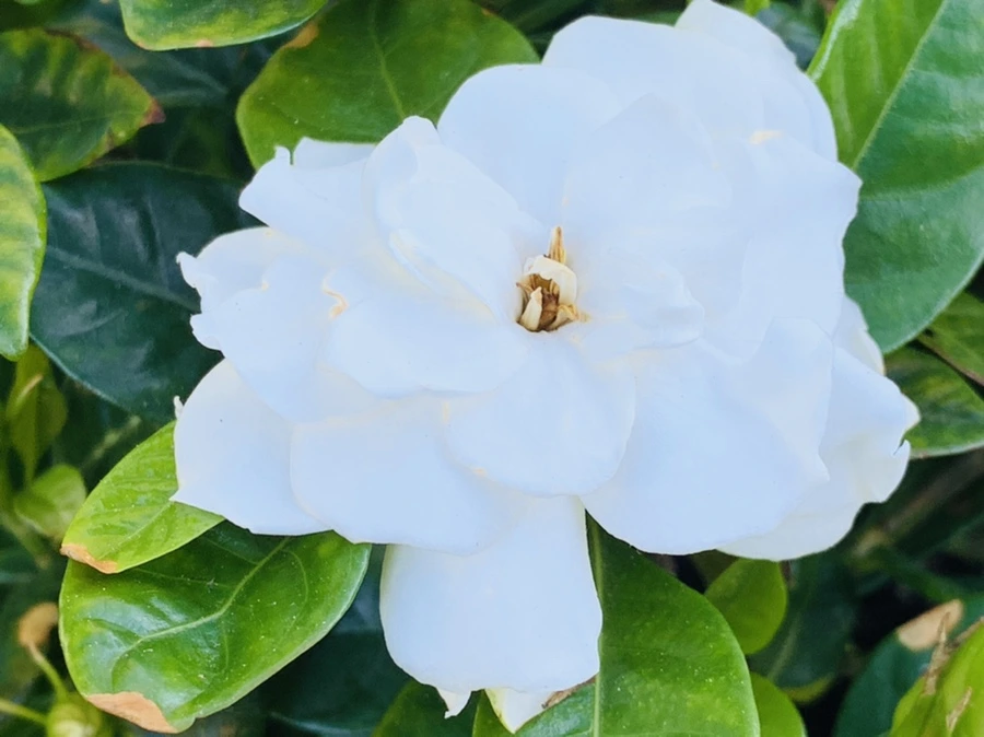 IMG_0536.jpg?type=w966