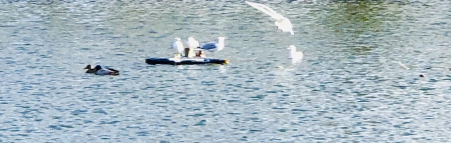 IMG_9239.jpg?type=w966