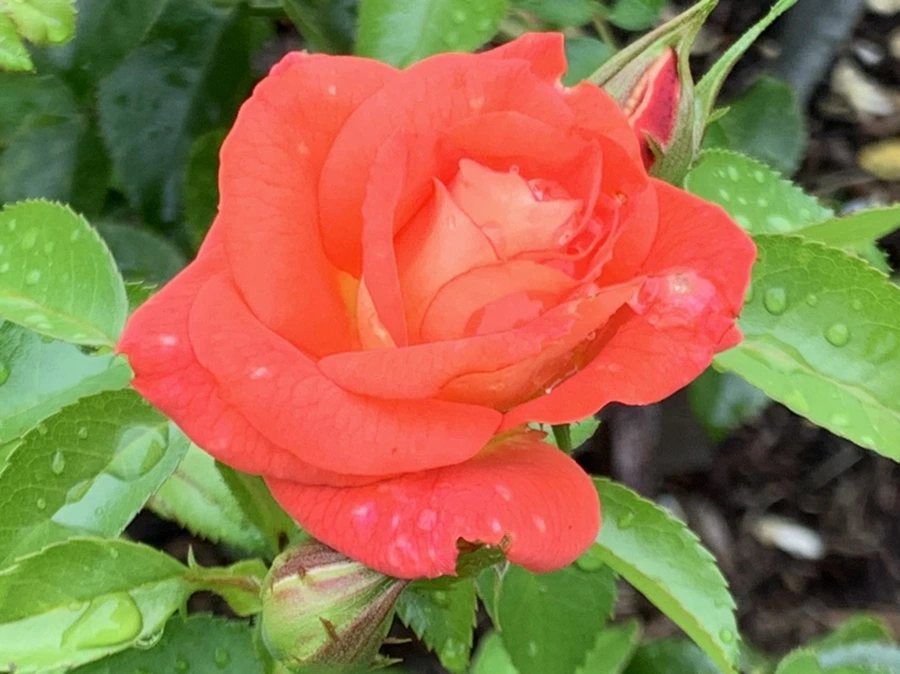 IMG_1112.jpg?type=w966