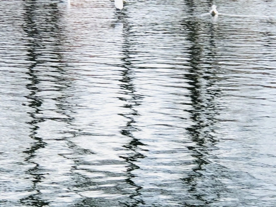 IMG_8737.jpg?type=w966