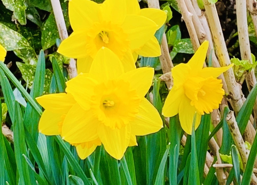 IMG_5889.jpg?type=w966