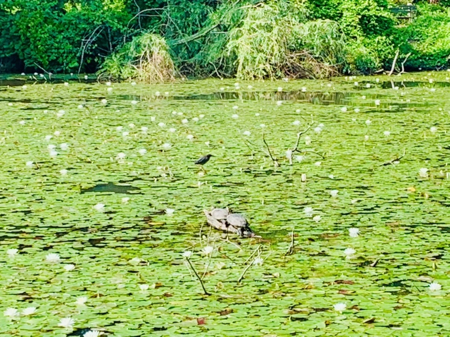 IMG_1272.jpg?type=w966