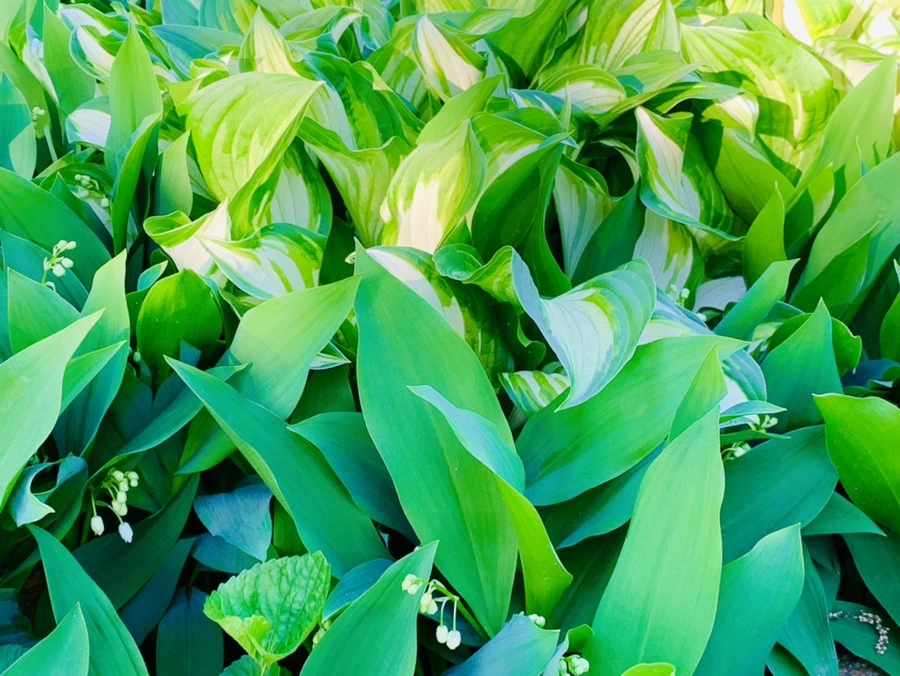 IMG_0605.jpg?type=w966