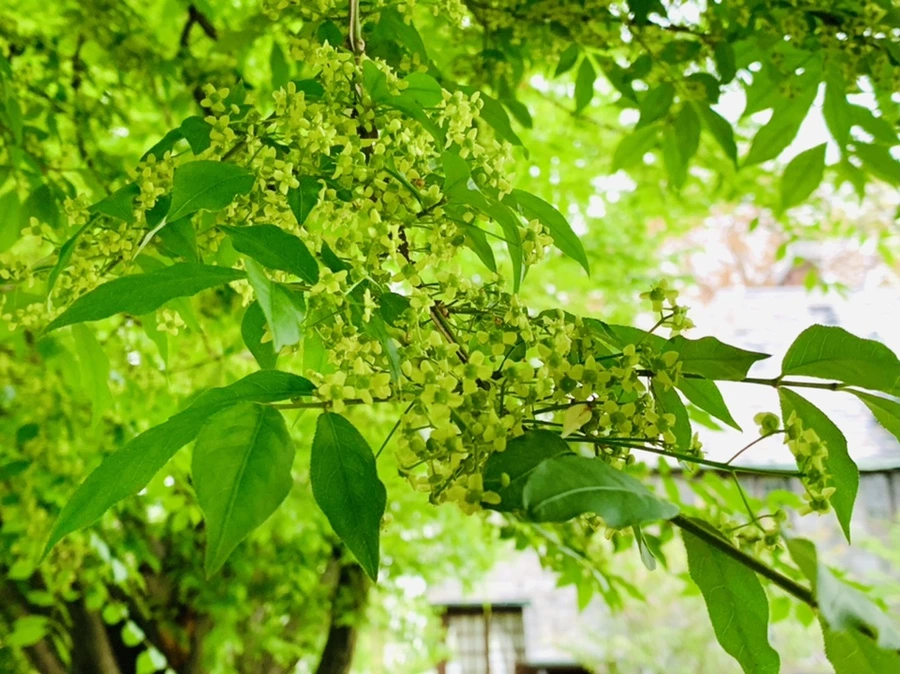 IMG_0885.jpg?type=w966