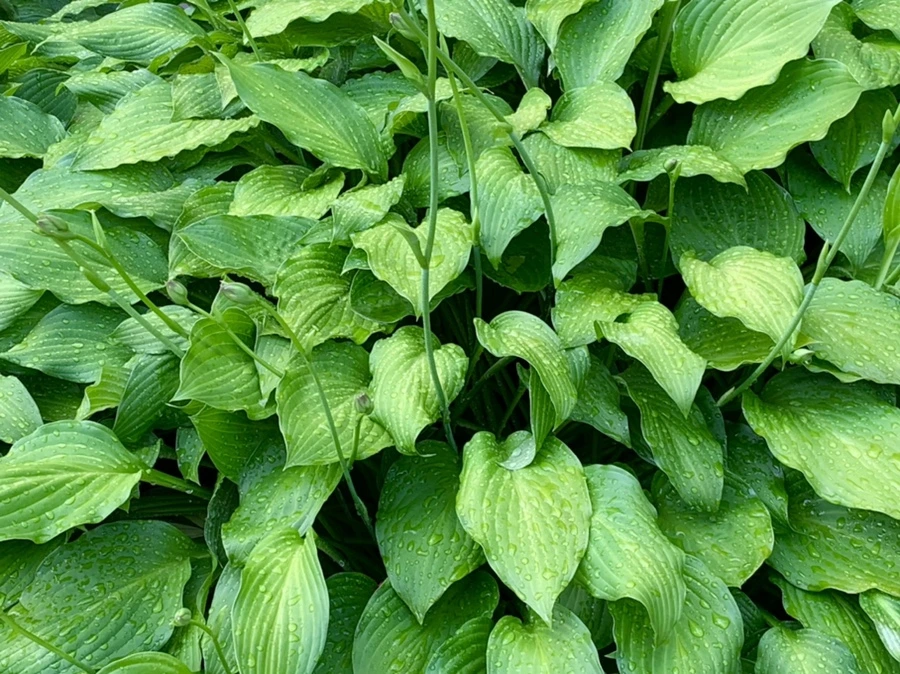 IMG_9094.jpg?type=w966