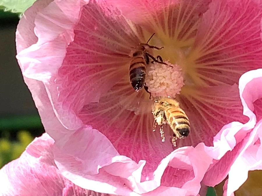 IMG_3816.jpg?type=w966