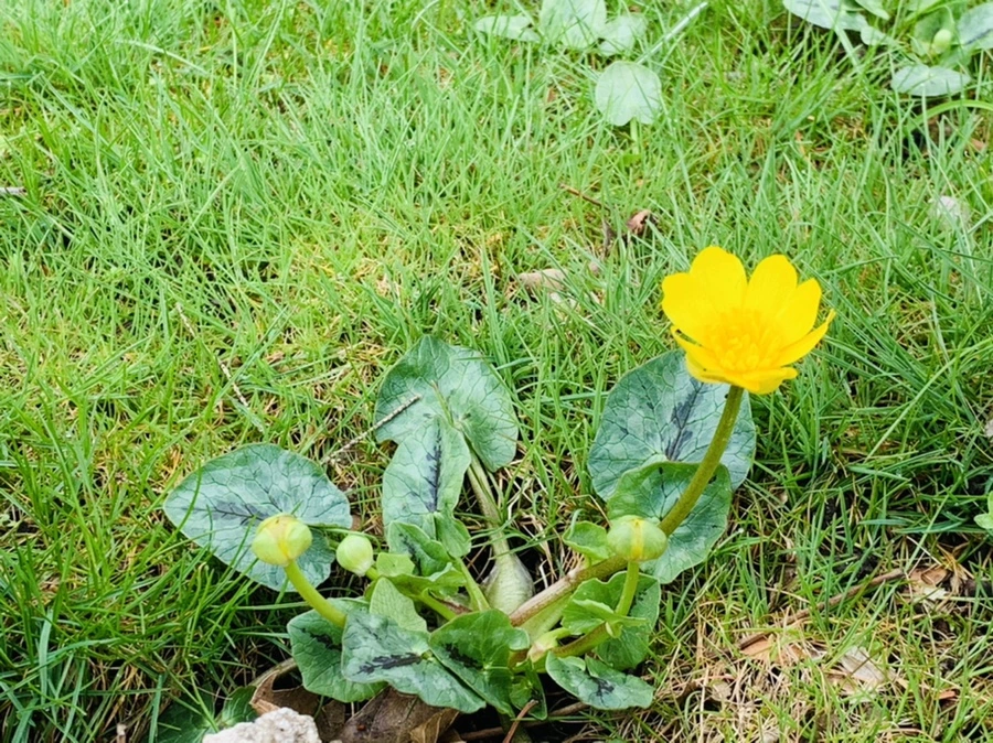 IMG_4060.jpg?type=w966