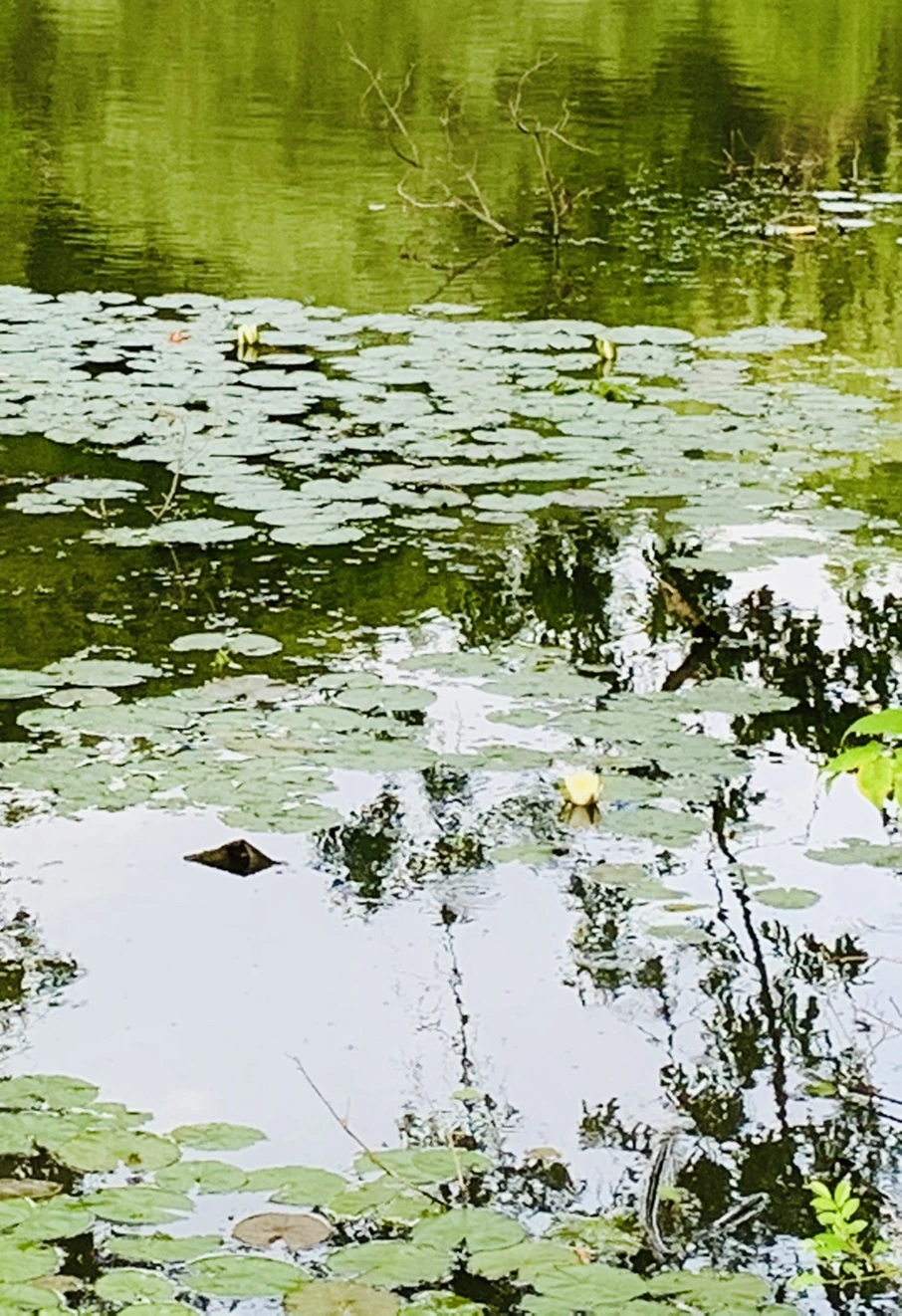 IMG_1500.jpg?type=w966