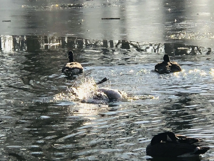 IMG_2854.jpg?type=w966