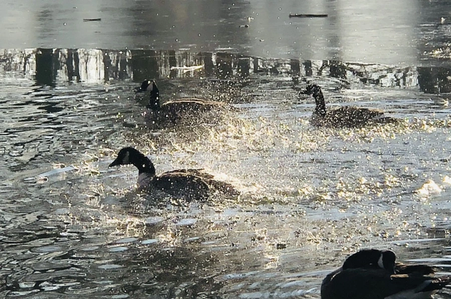 IMG_2856.jpg?type=w966