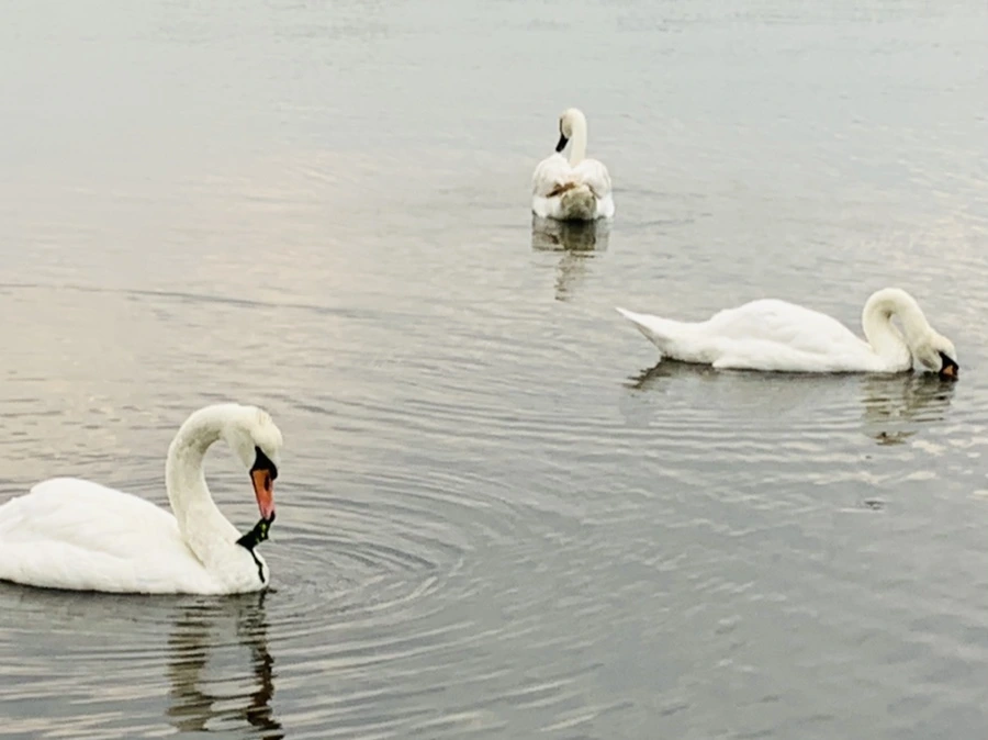 IMG_0325.jpg?type=w966