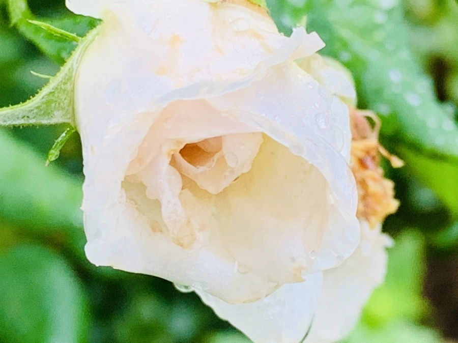 IMG_0214.jpg?type=w966