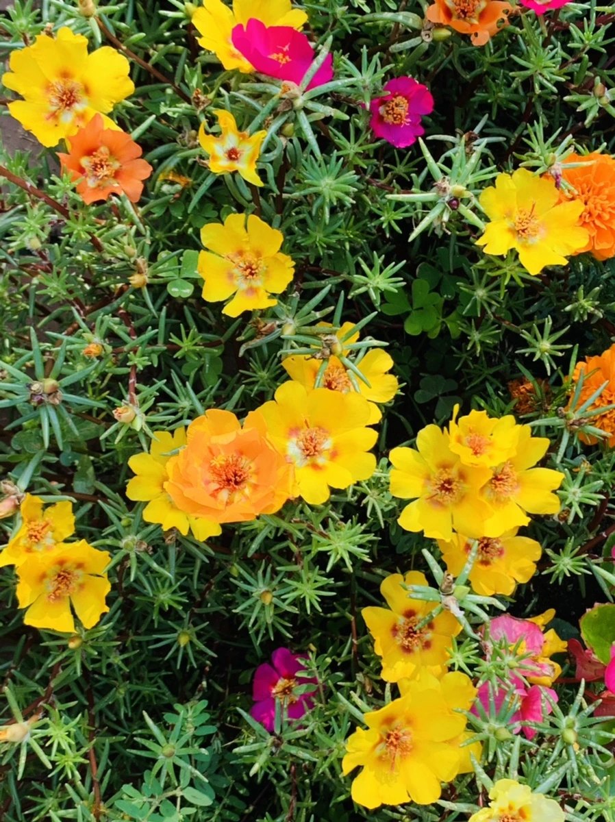 IMG_6651.jpg?type=w966