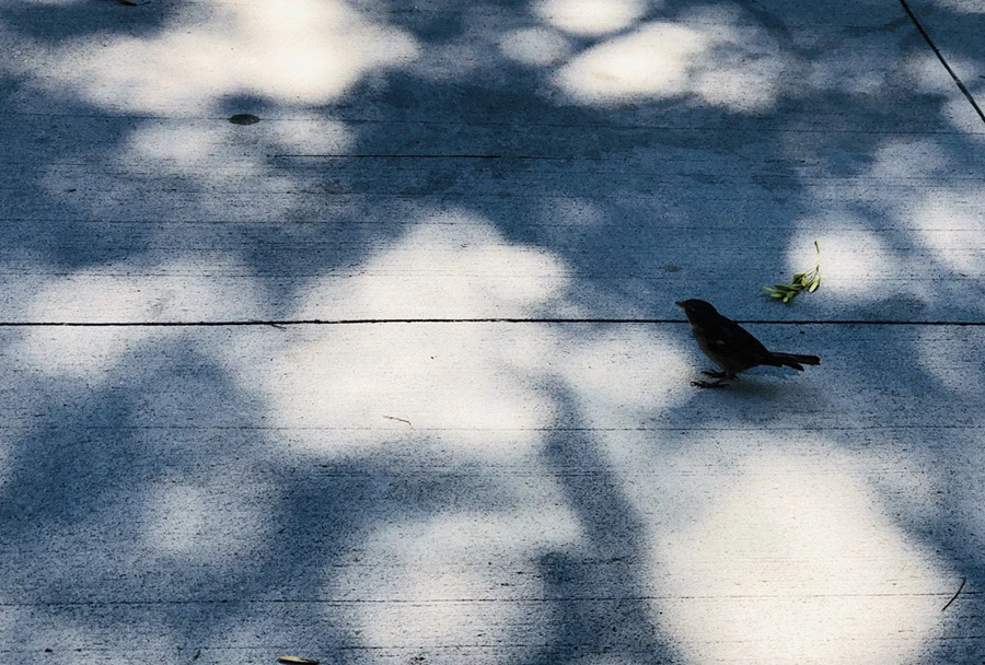 IMG_3486.jpg?type=w966