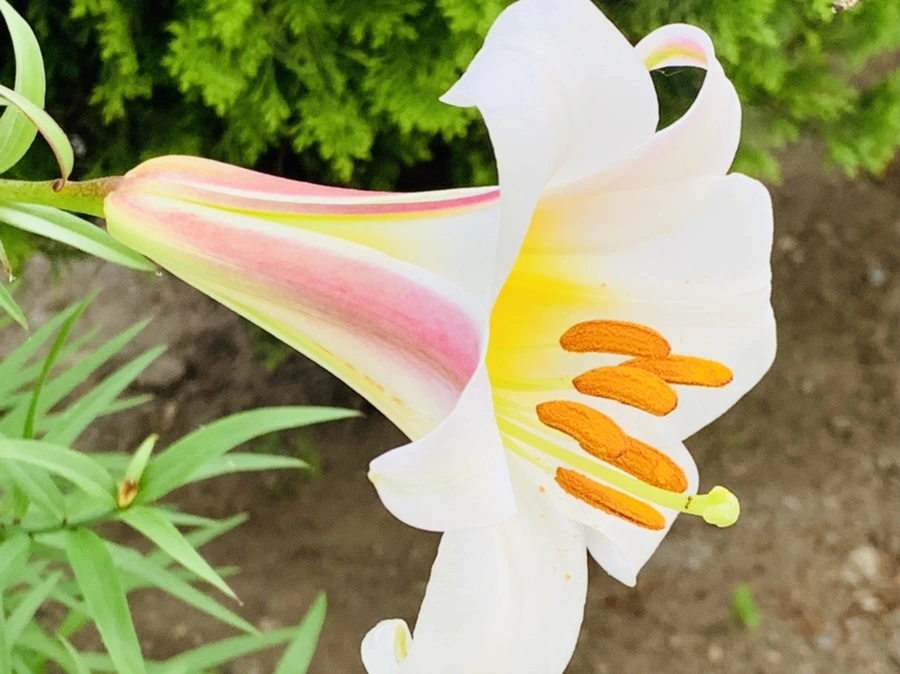 IMG_5911.jpg?type=w966