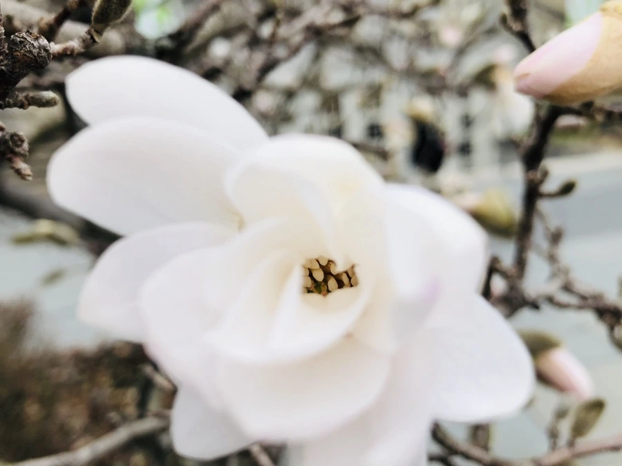 IMG_1971.jpg?type=w966