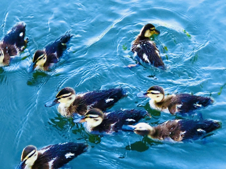 IMG_2696.jpg?type=w966