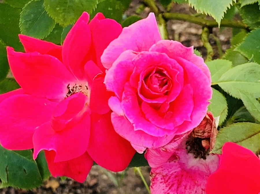 IMG_2951.jpg?type=w966