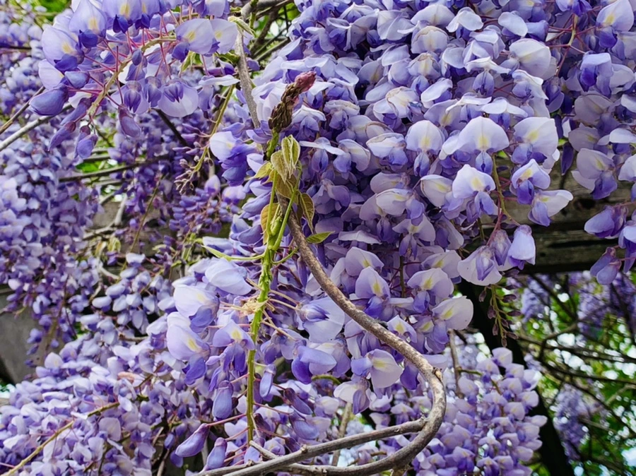 IMG_8775.jpg?type=w966