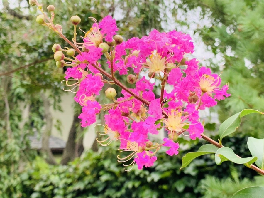 IMG_5959.jpg?type=w966