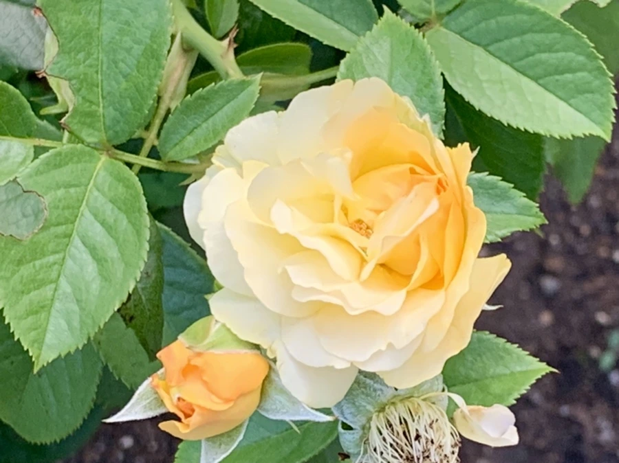 IMG_2935.jpg?type=w966