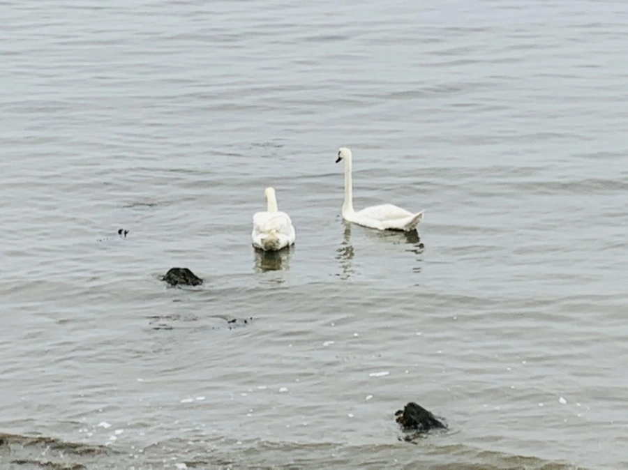 IMG_5175.jpg?type=w966