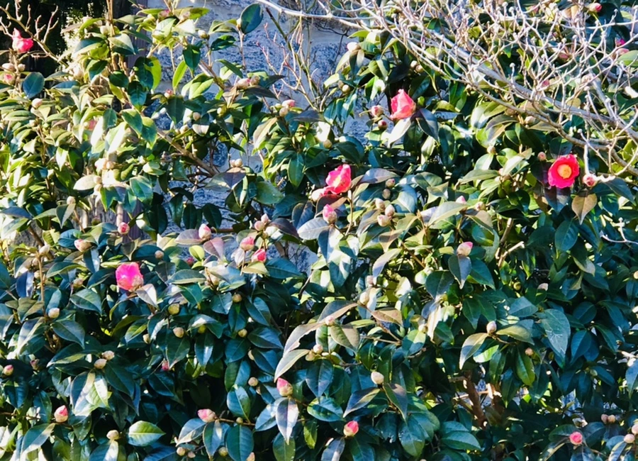 IMG_0328.jpg?type=w966