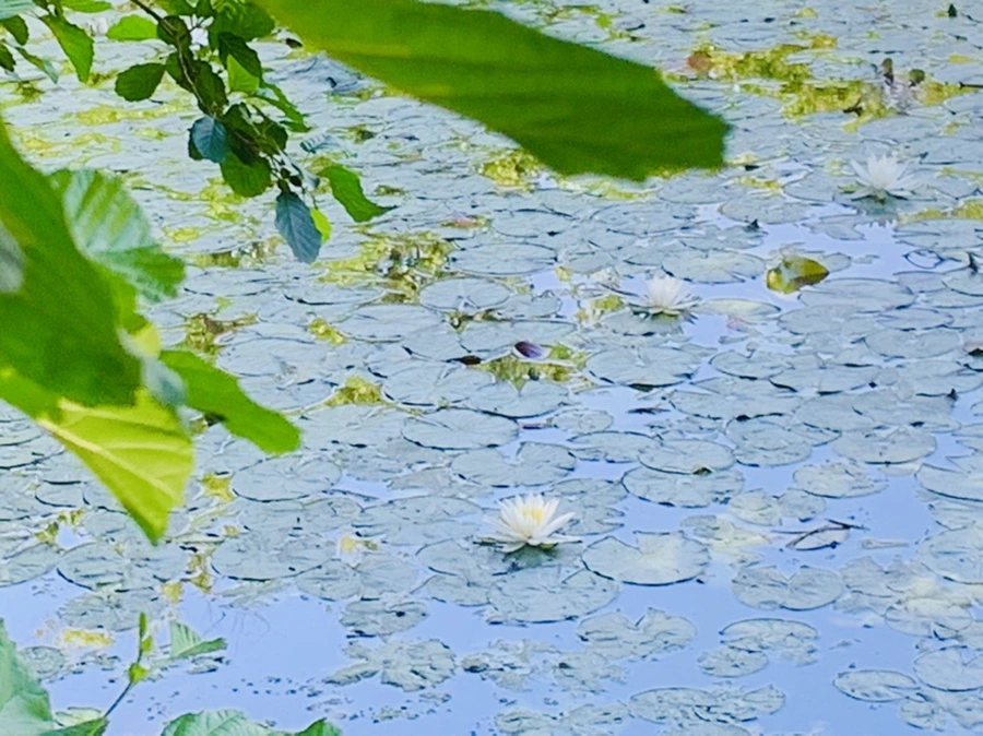 IMG_1189.jpg?type=w966