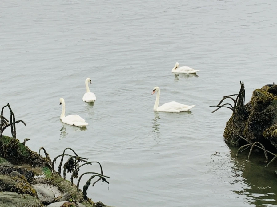 IMG_5164.jpg?type=w966