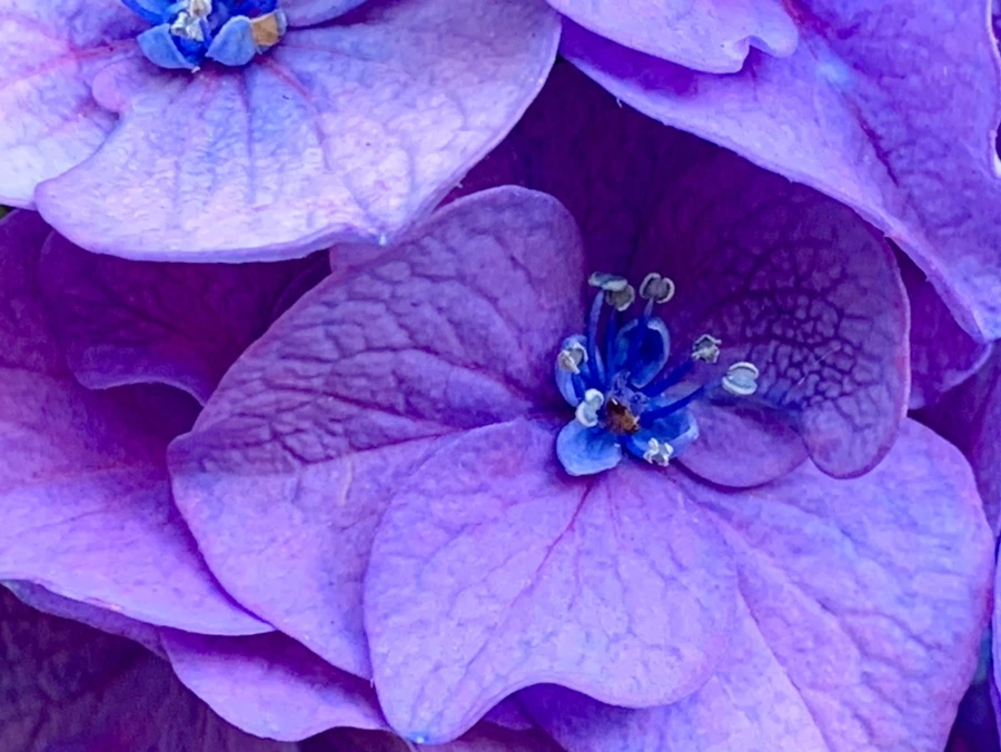 IMG_8769.jpg?type=w966