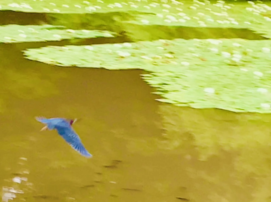 IMG_7691.jpg?type=w966