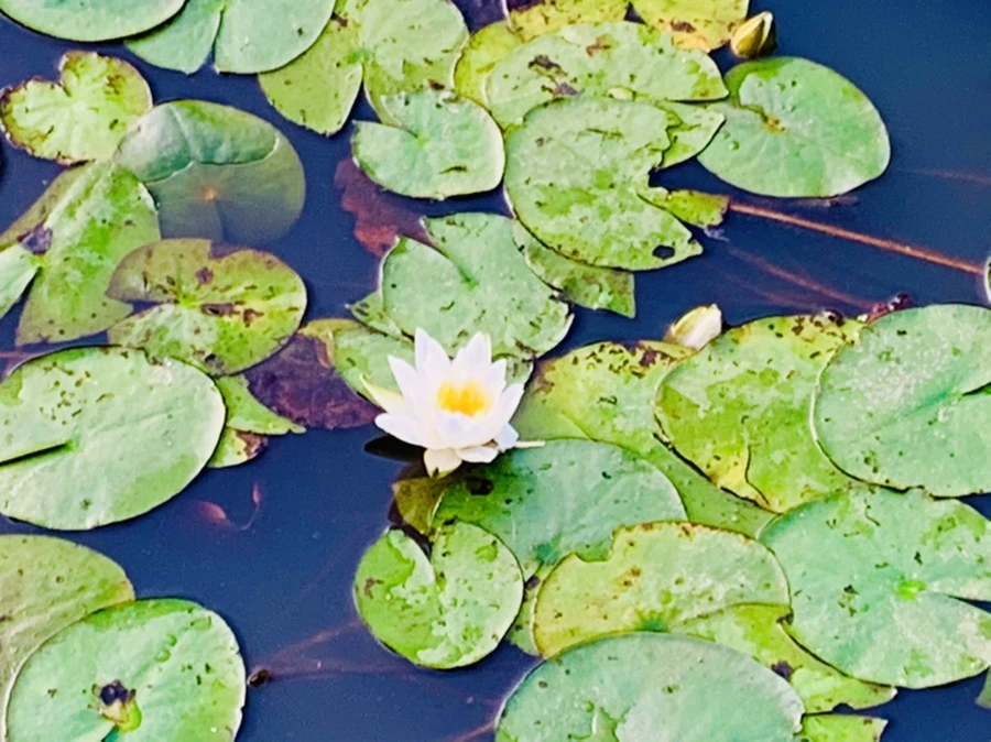 IMG_7893.jpg?type=w966