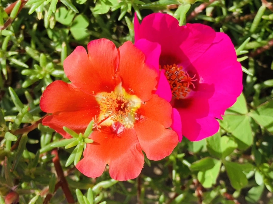 IMG_6702.jpg?type=w966