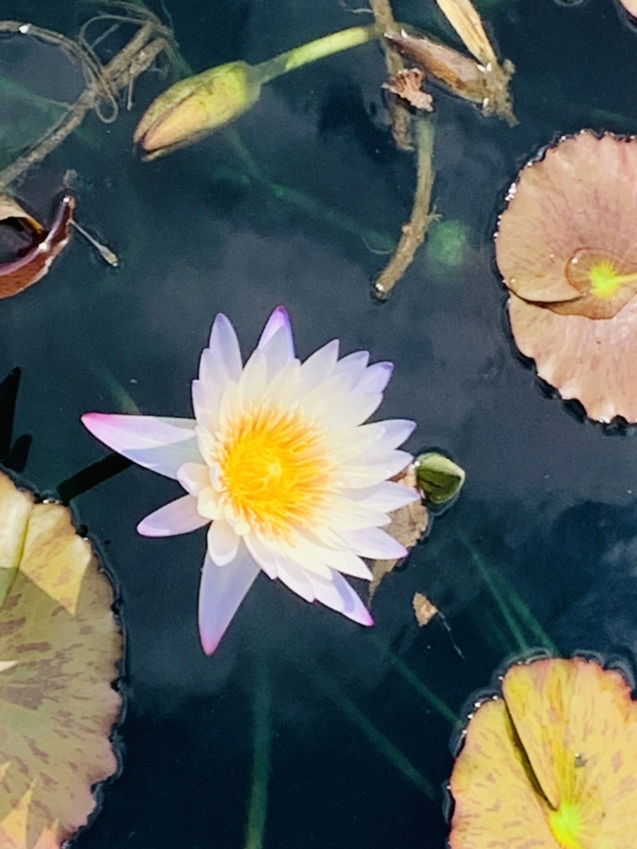 IMG_9015.jpg?type=w966