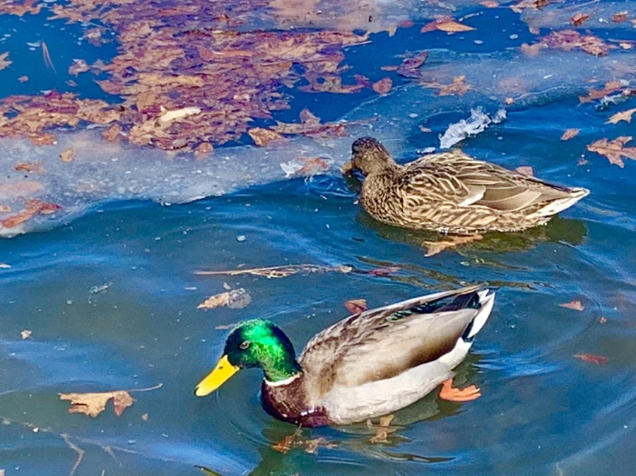 IMG_6814.jpg?type=w966