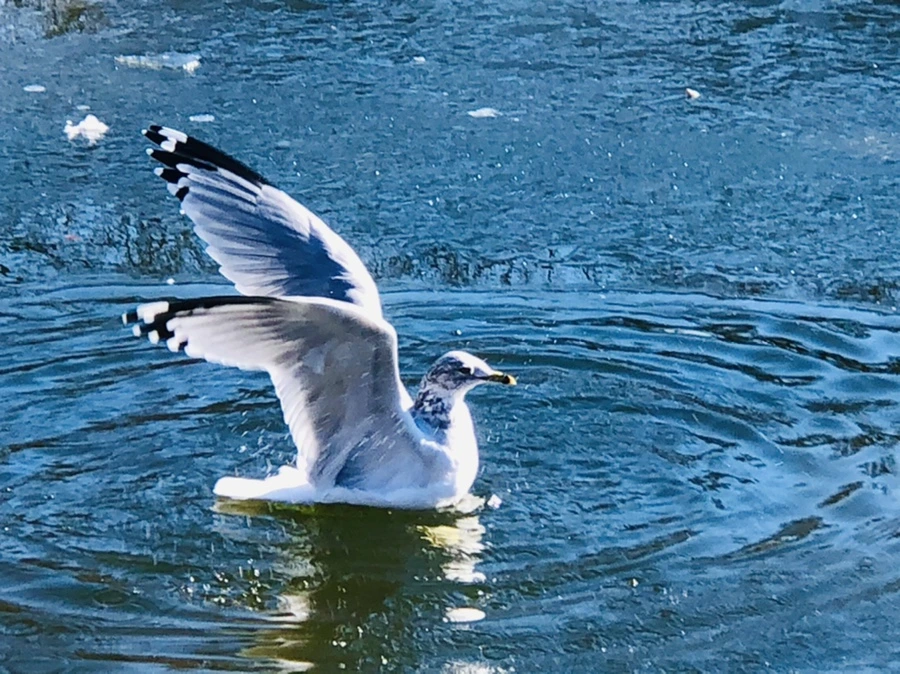 IMG_7740.jpg?type=w966